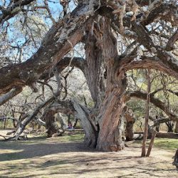 Algarrobo Abuelo. (Excursiones en Merlo San Luis)