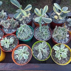 Artesanias Manos Puntanas