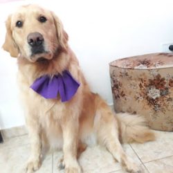 Bien Guapo's Peluquería Y Boutique Canina (Peluquerias en Merlo San Luis)