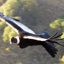 Cabalgatas Y Ecoturismo De Los Condores Actividades (Excursiones en Merlo San Luis)